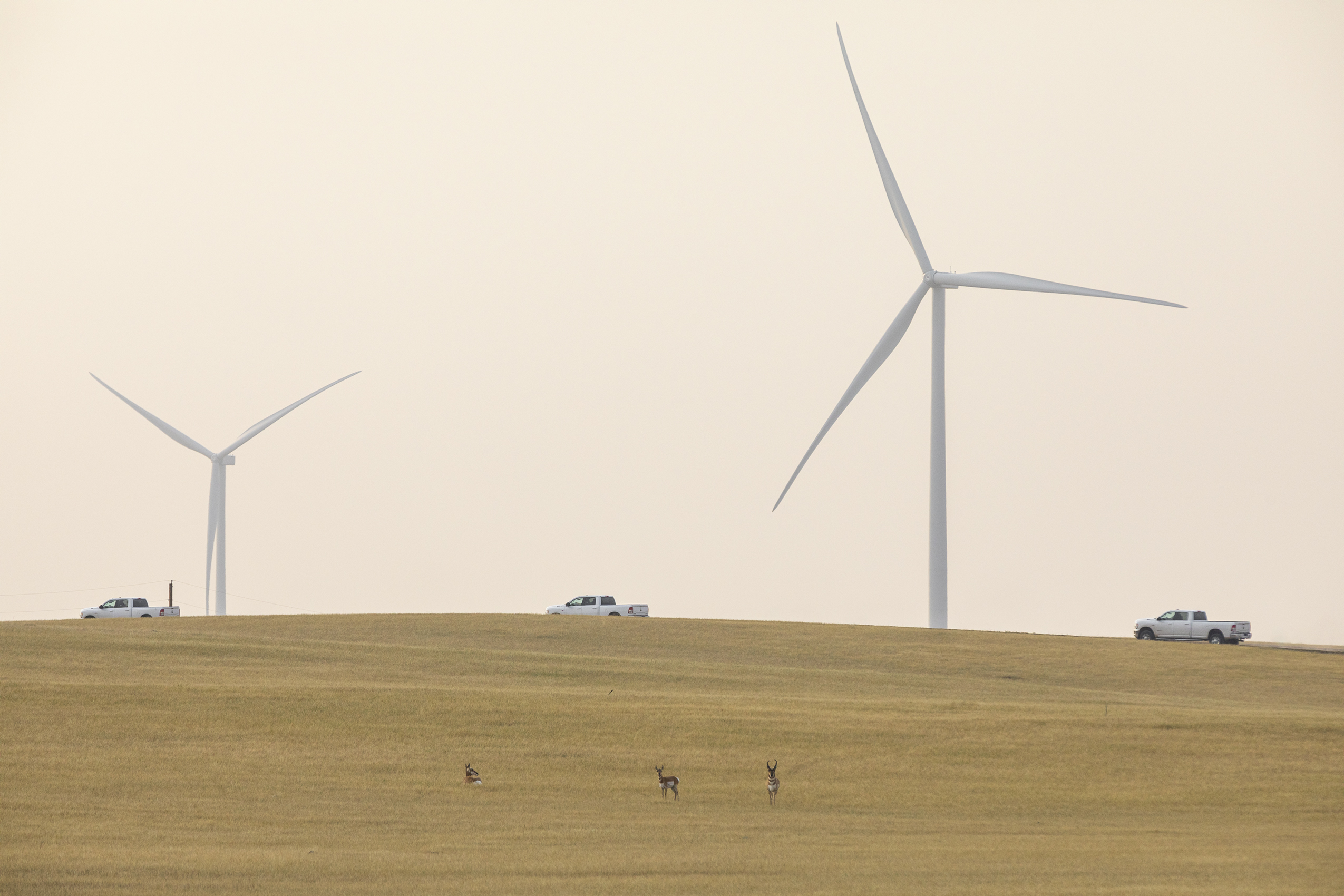 trucks and antelope on wind turbine farm