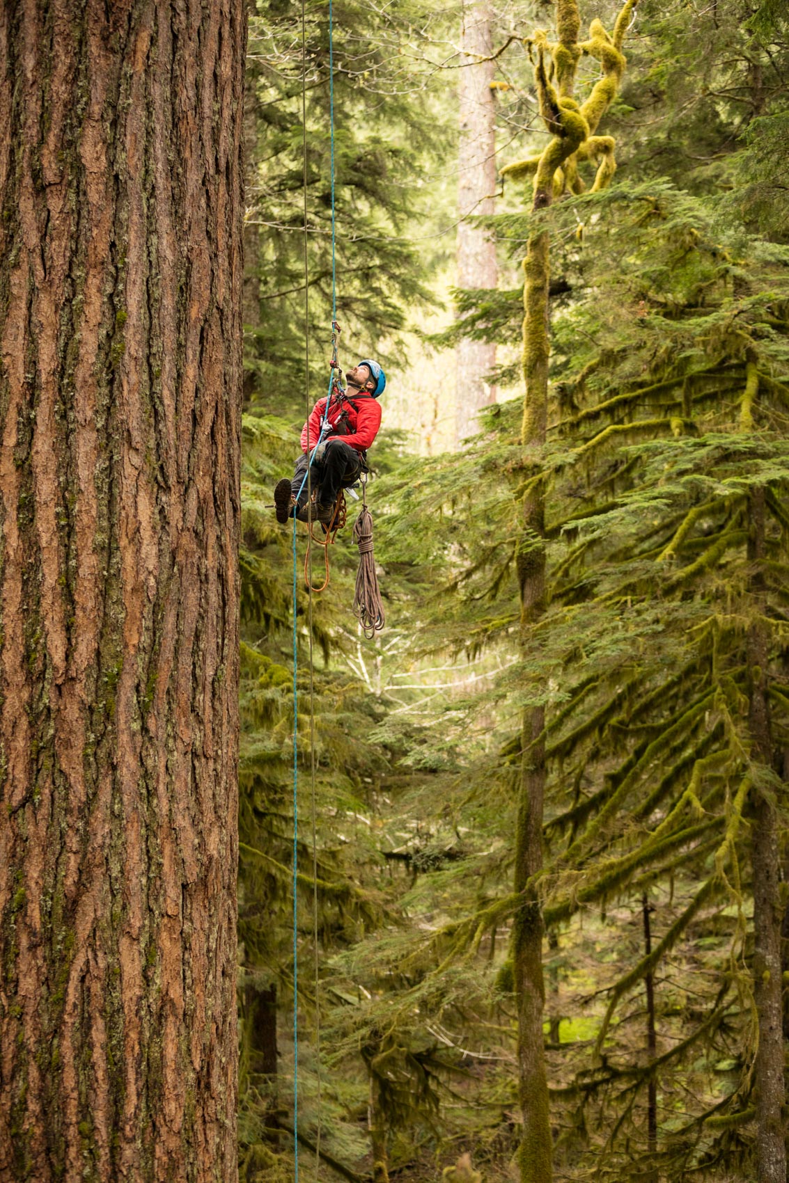 RJC__20170506_treework_3713