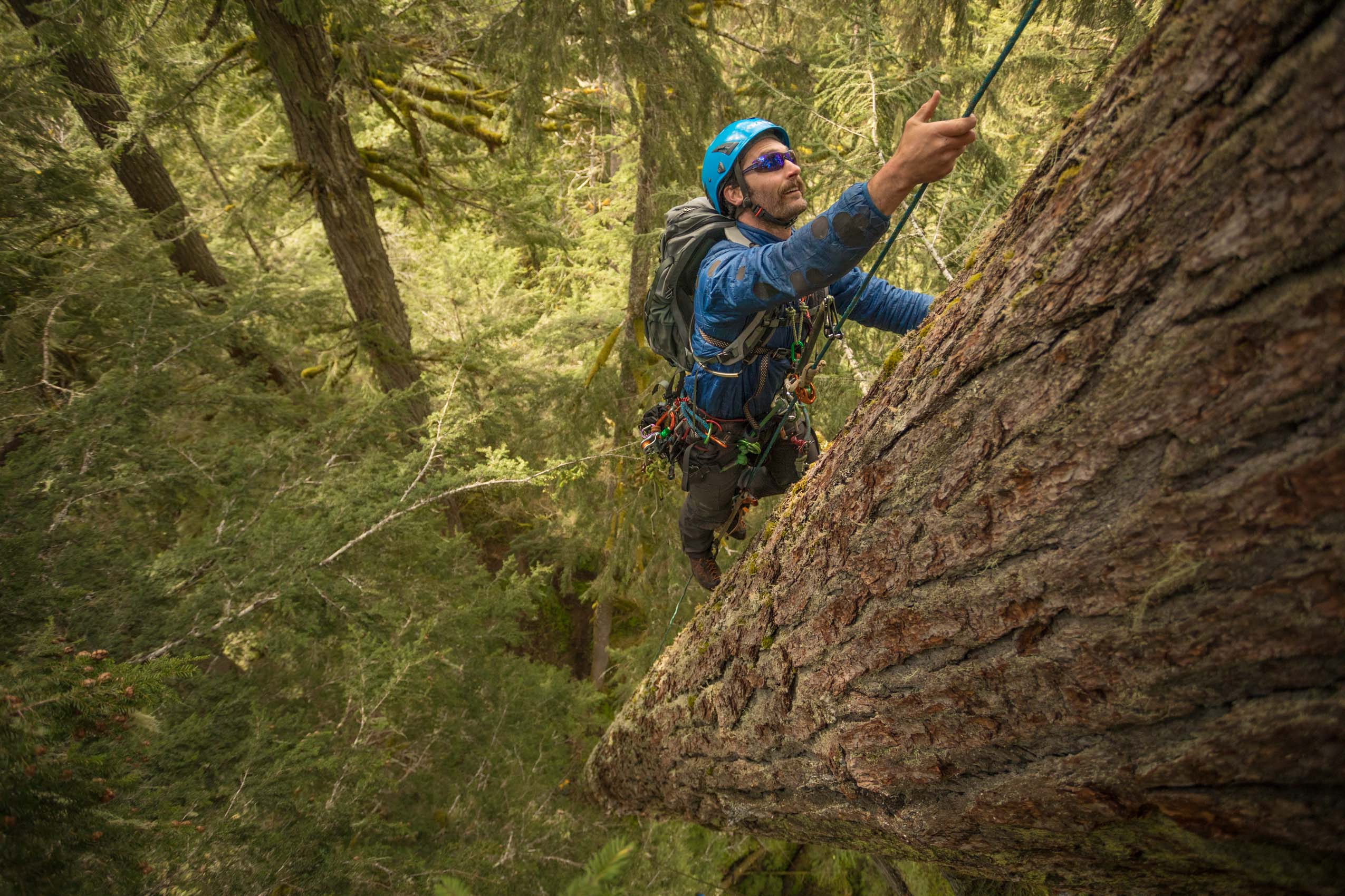 arborist climbing old growth adventure photographer Rich Crowder